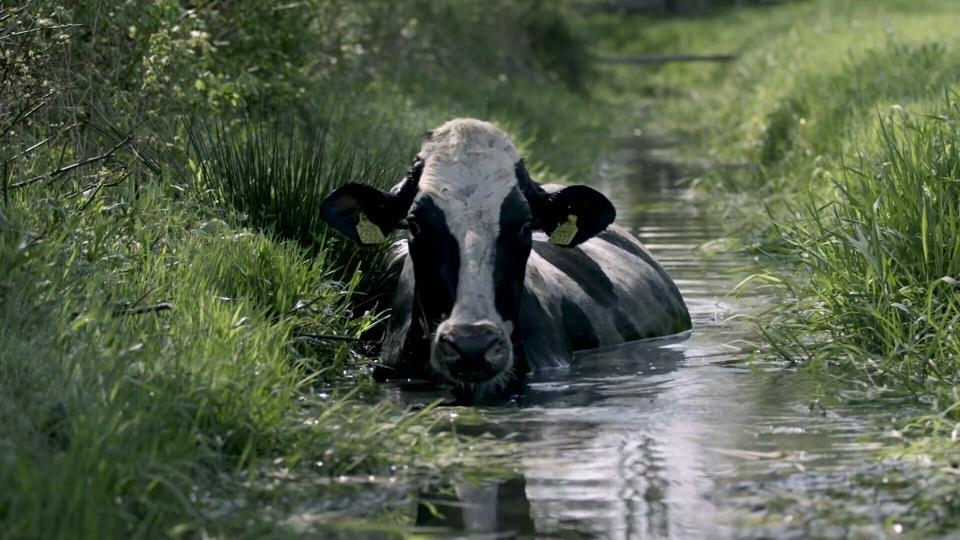 Koe in de sloot, uit De laatste keer naar buiten